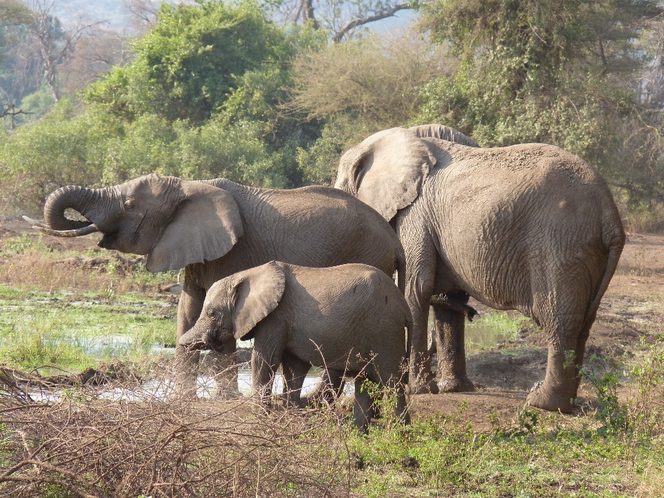 Adventure wildlife herd africa