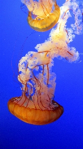 Sea animal underwater biology Photo