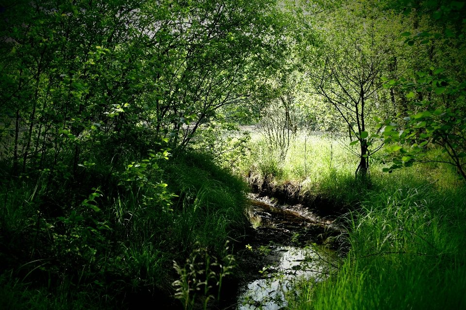 Landscape tree nature forest