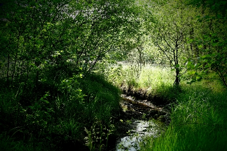 Landscape tree nature forest Photo