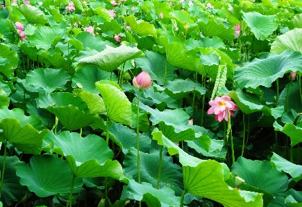 Foto Alam mekar tanaman daun