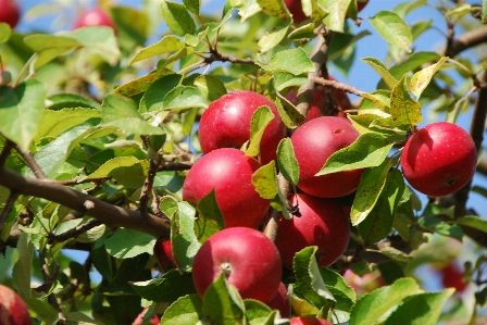 Apple branch plant fruit Photo