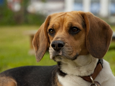 Foto Anak anjing satwa peliharaan