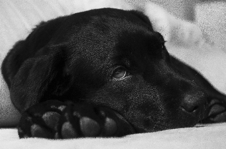 Foto Bianco e nero
 cucciolo cane animale