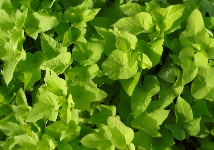 Foto árbol planta hoja flor