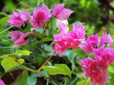 Natur anlage blume botanik
 Foto