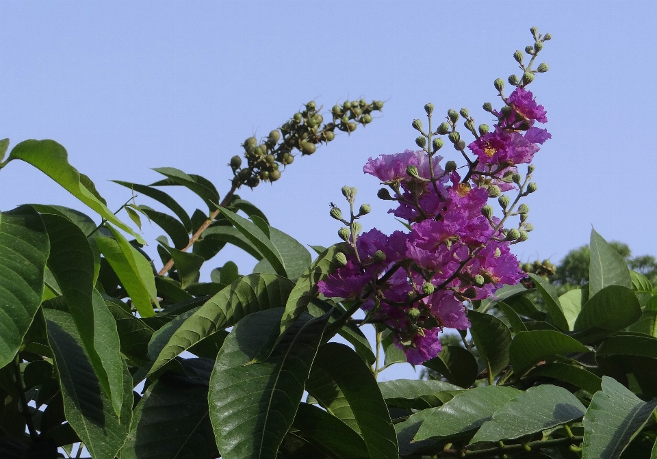 Fiore pianta botanica
 giardino