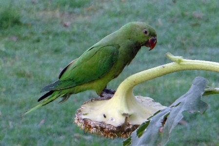 Vogel flügel tierwelt grün Foto