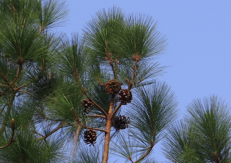 árbol rama planta hoja