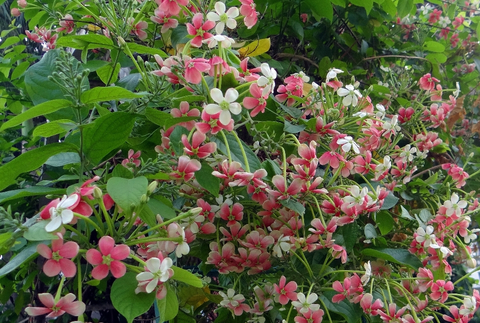 Blossom plant flower produce