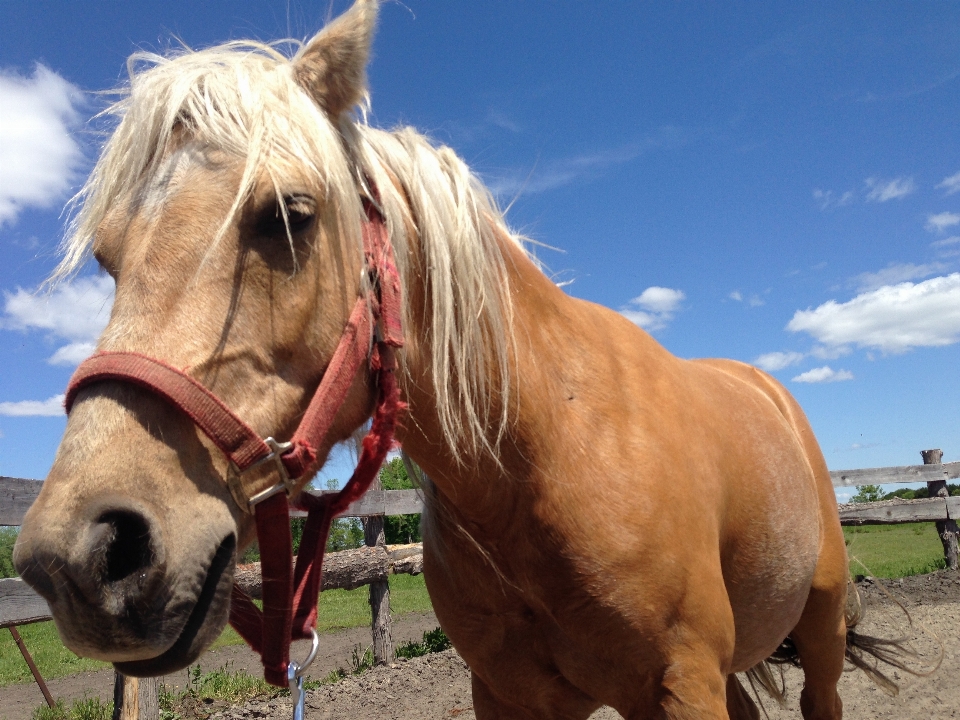 Pasture horse mammal stallion