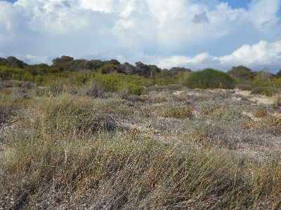 Landscape coast nature grass Photo