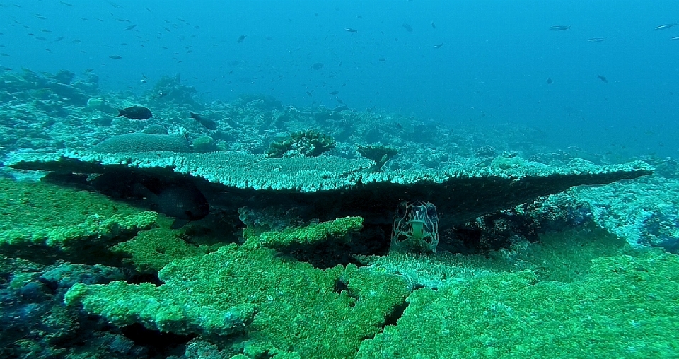 Mar océano buceo submarino