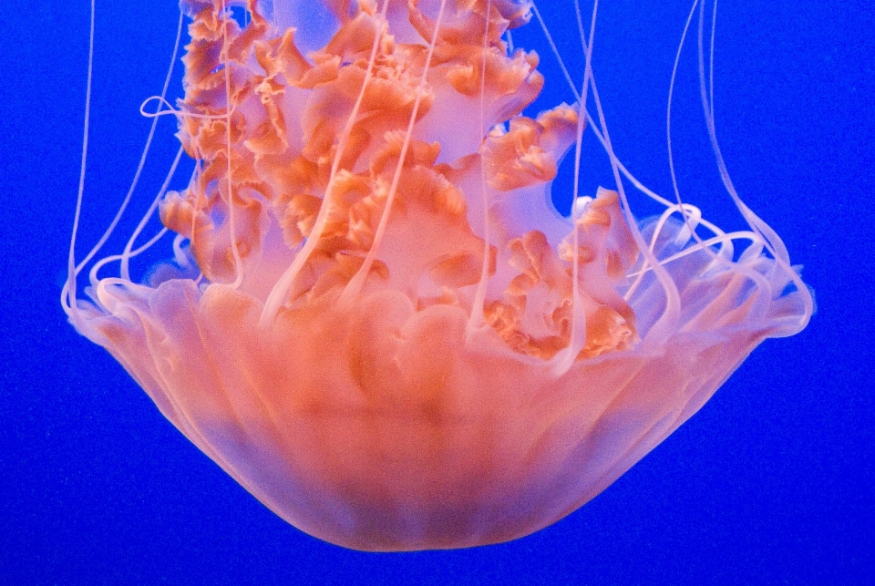 Pétale orange la biologie méduse