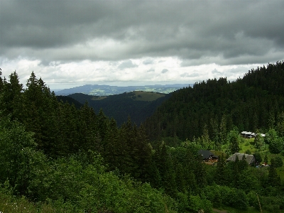 Zdjęcie Krajobraz drzewo natura las