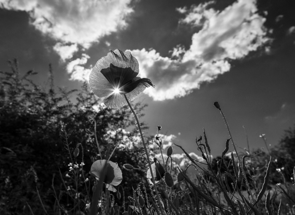 Landscape nature grass blossom