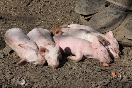 Foto Animali selvatici dormire mammifero fauna