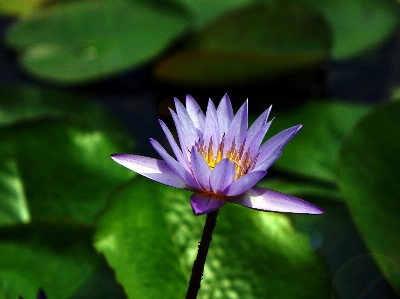 Water nature blossom plant Photo