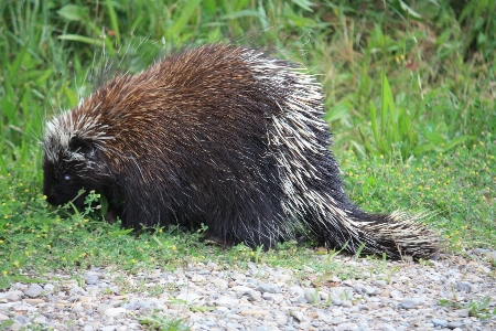 Prickly animal wildlife mammal Photo