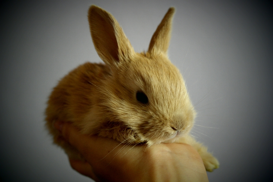 Small mammal holding fauna