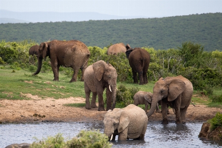 Foto água grama aventura animais selvagens