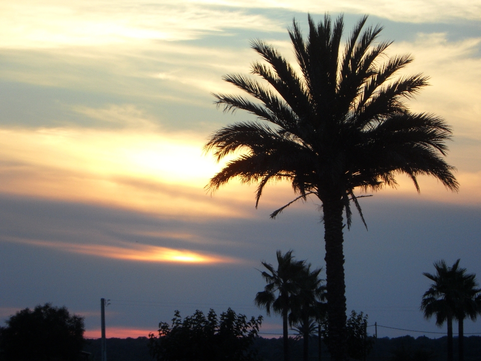 Tree horizon silhouette light