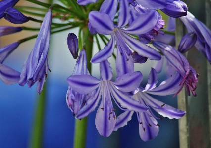 Nature blossom plant flower Photo