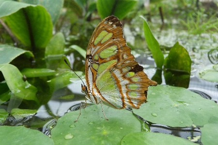 Nature wing leaf flower Photo