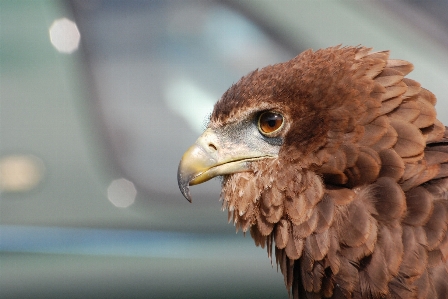 Bird wing wildlife beak Photo