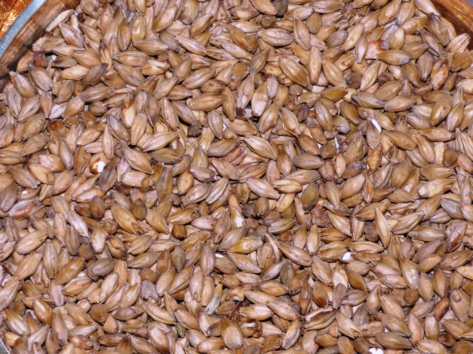 Plant barley wheat grain