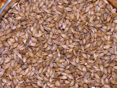 Plant barley wheat grain Photo