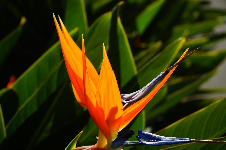 Nature grass blossom plant Photo