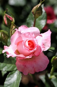 Nature blossom plant flower Photo