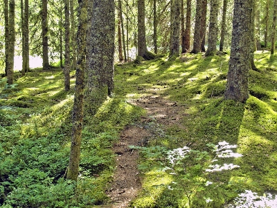 Foto Lanskap pohon alam hutan