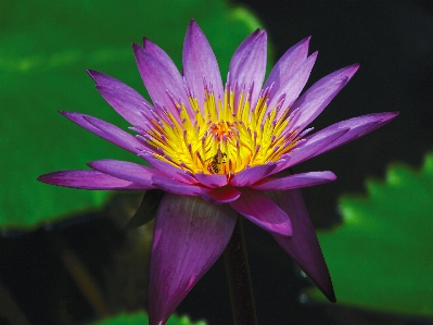 Water nature blossom plant Photo