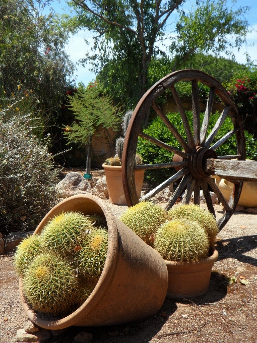 Tree grass cactus plant