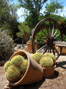 Tree grass cactus plant Photo