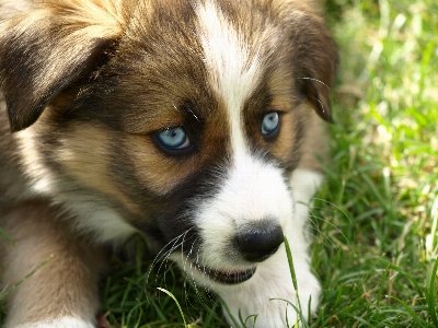 Foto Anak anjing mamalia mata biru
