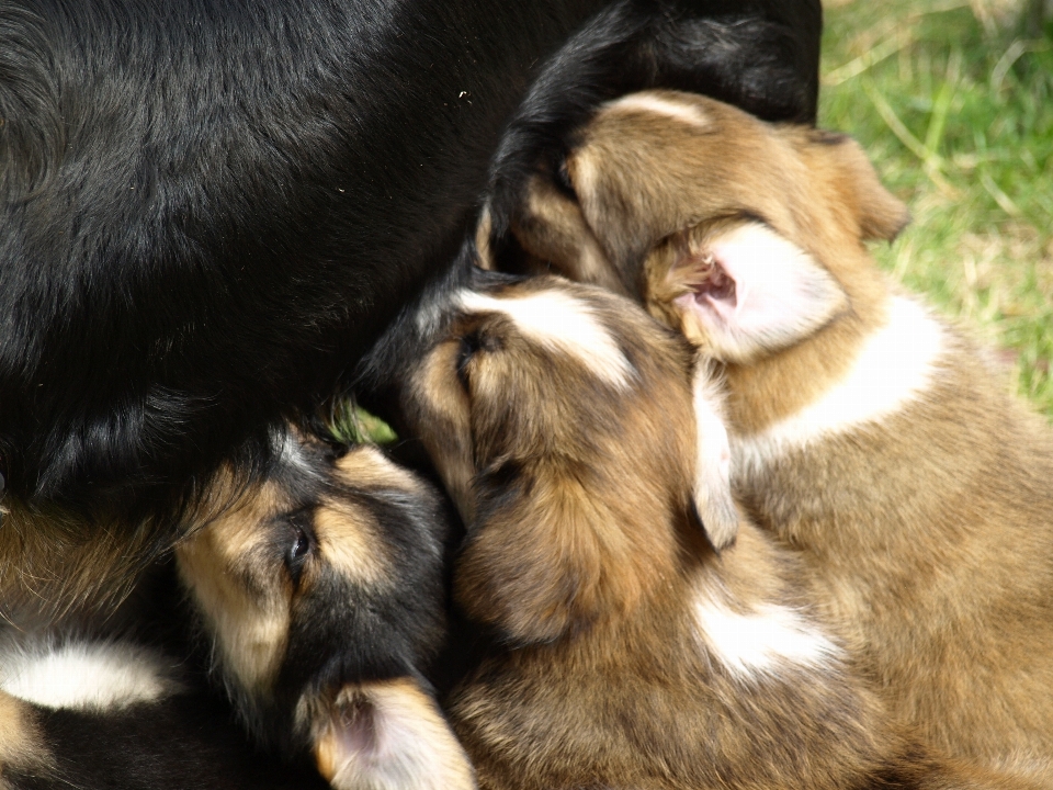 Cucciolo cane carino animale domestico