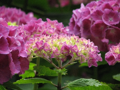 Nature blossom plant flower Photo