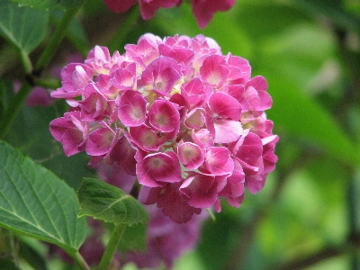 Nature blossom plant flower Photo