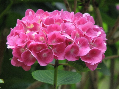 Nature blossom plant flower Photo