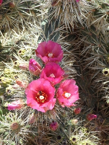 Blossom prickly cactus plant Photo