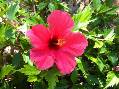 Blossom plant flower petal Photo