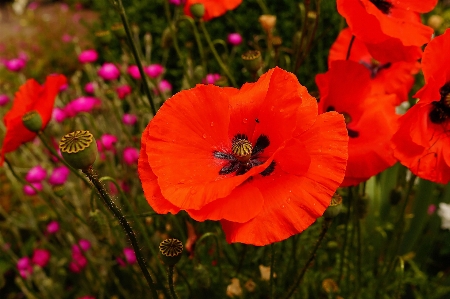 Nature plant field meadow Photo