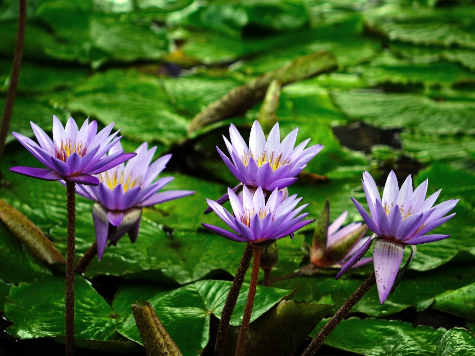 水 自然 花 植物