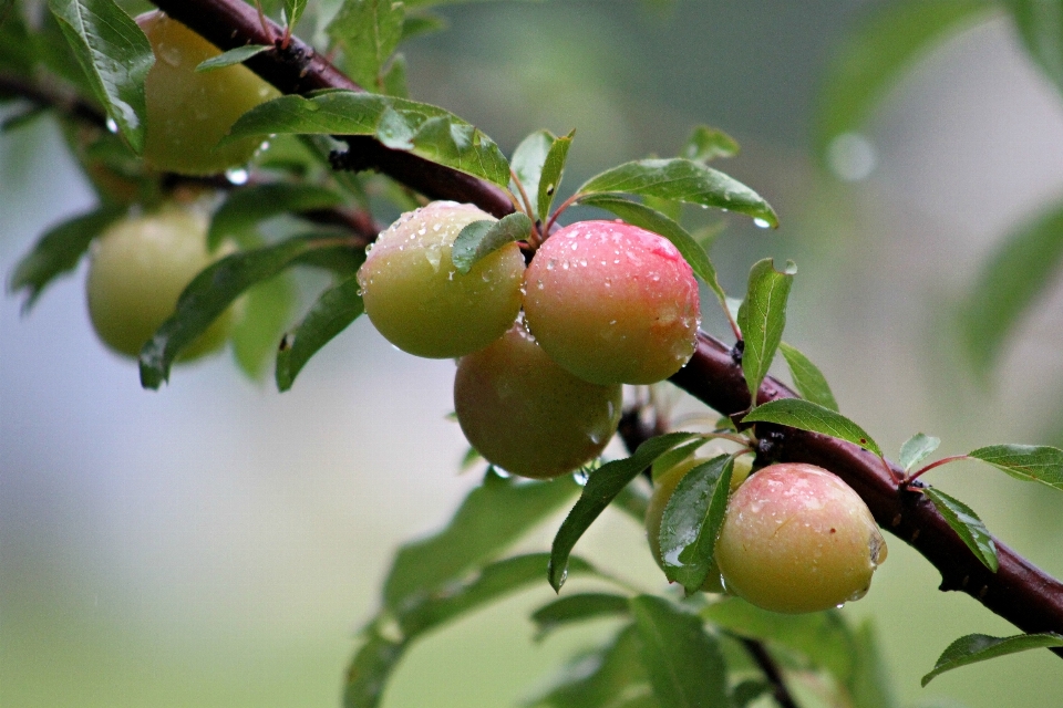 Apple árvore filial florescer