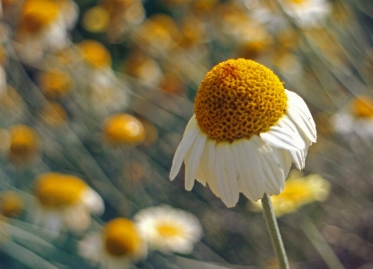 Nature blossom plant flower Photo