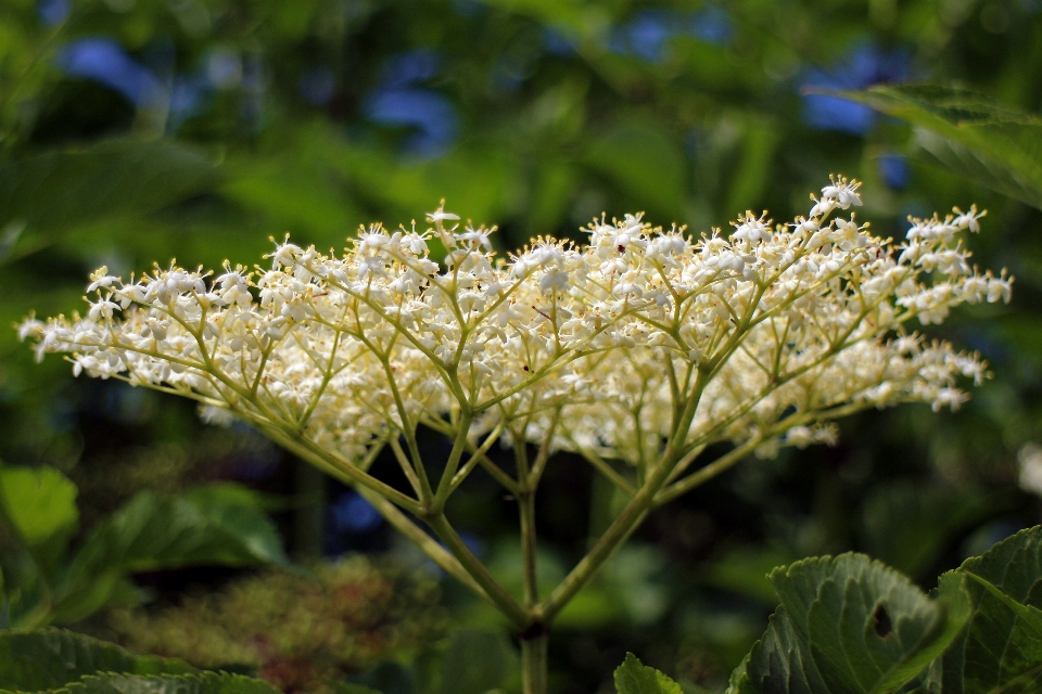 Nature bifurquer fleurir usine