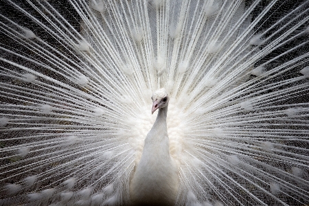 Nature winter bird wing Photo